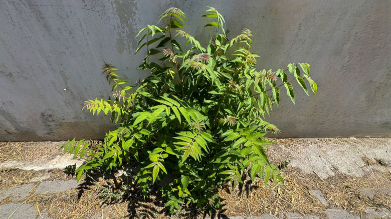 Tree of heaven sapling growing in a crack next to a wall