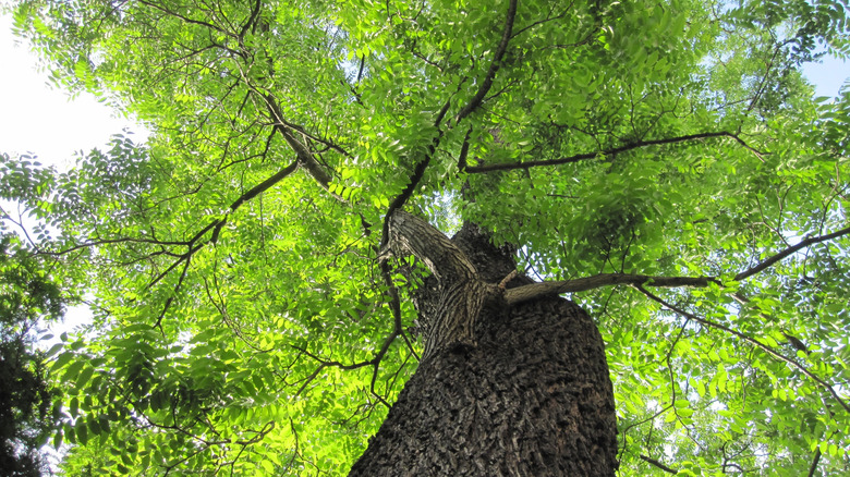 Giant black walnut tree viewed from below