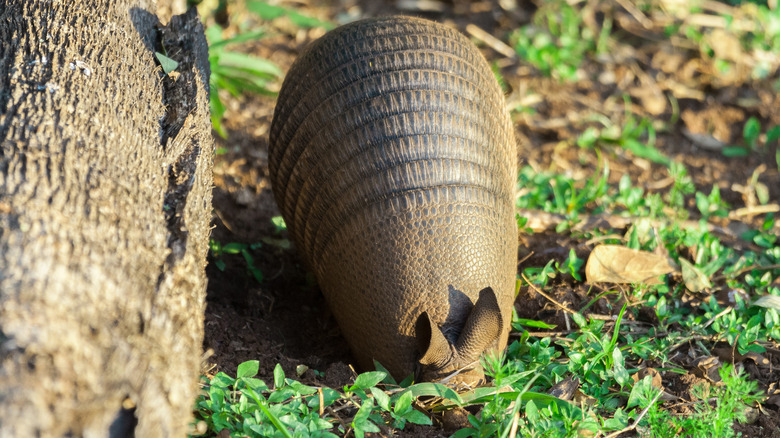 An armadillo digging a hole in search of food