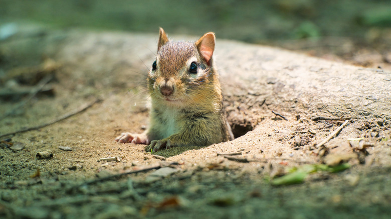 A chipmunk emerging from its burrow