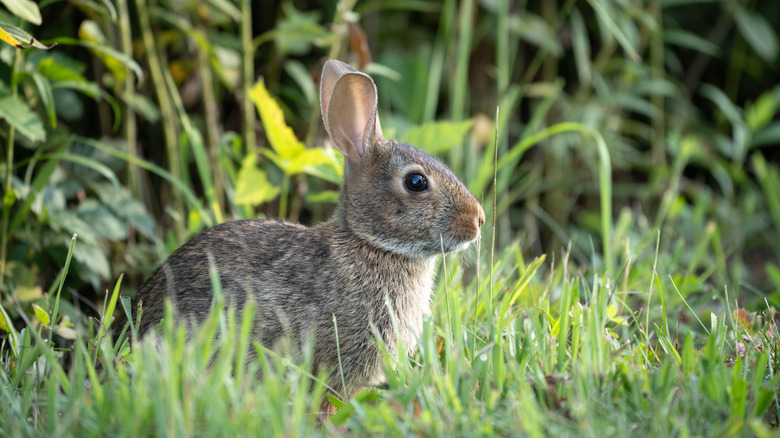 A cottontail rabbit sitting in green grass
