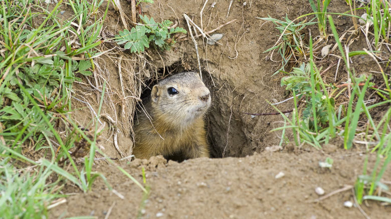 A ground squirrel looks out from its burrow entrance