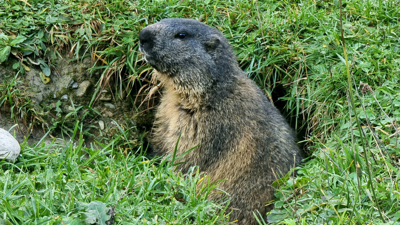 A groundhog peeking out of its burrow