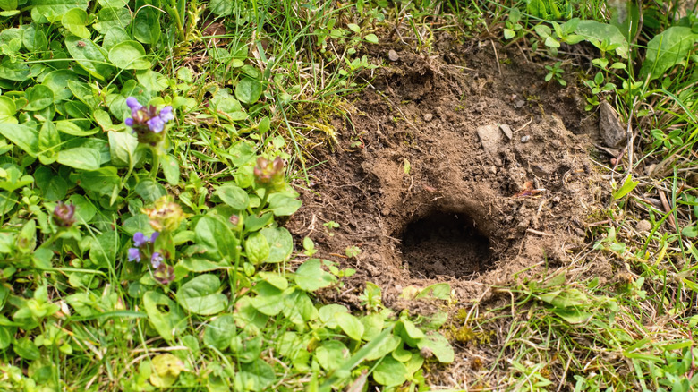 A hole in a garden dug by a rodent