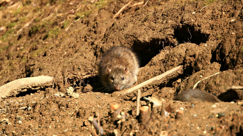 A Norway rat next to its burrow in a garden