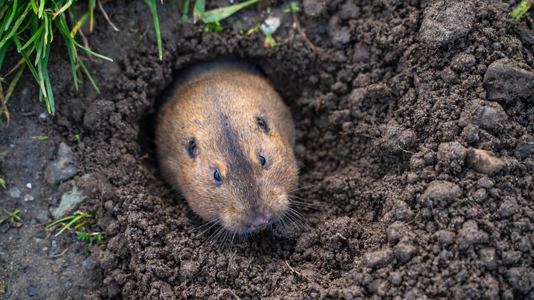 A pocket gopher emerging from its burrow