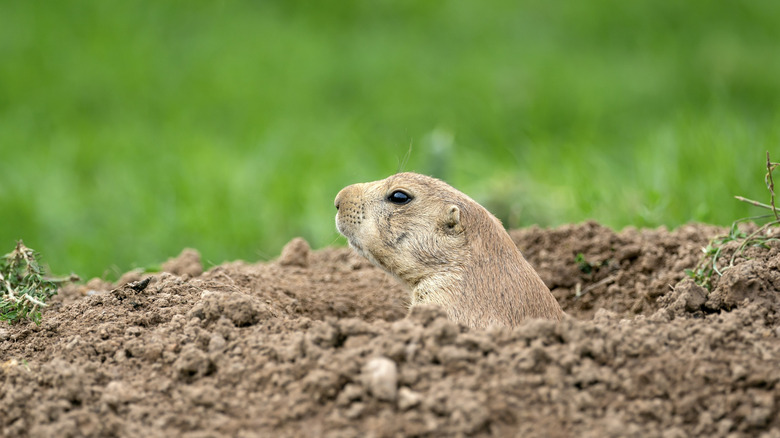 Prairie dog with head poking out of hole