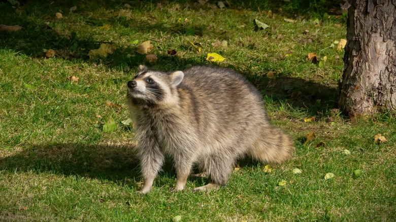 A raccoon searching for food