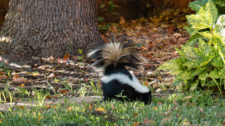 A skunk foraging for food in a garden