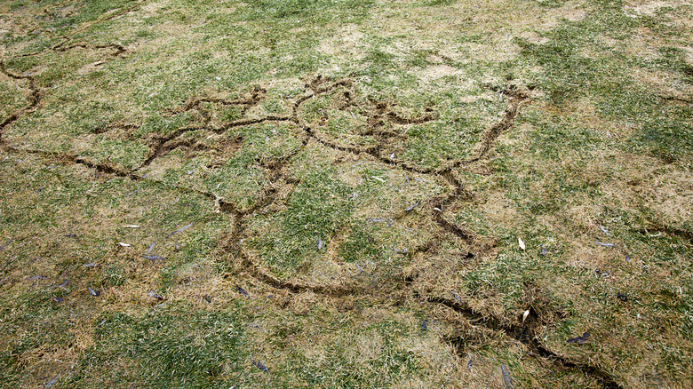 Pathway-like damage in grass caused by voles