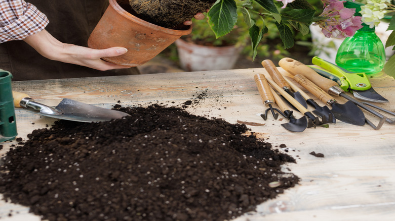 removing hydrangea from pot to prep it for planting