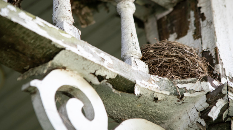 Bird's nest on old porch