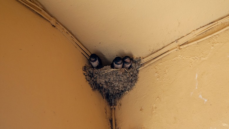 Bird nest on porch with birds in it