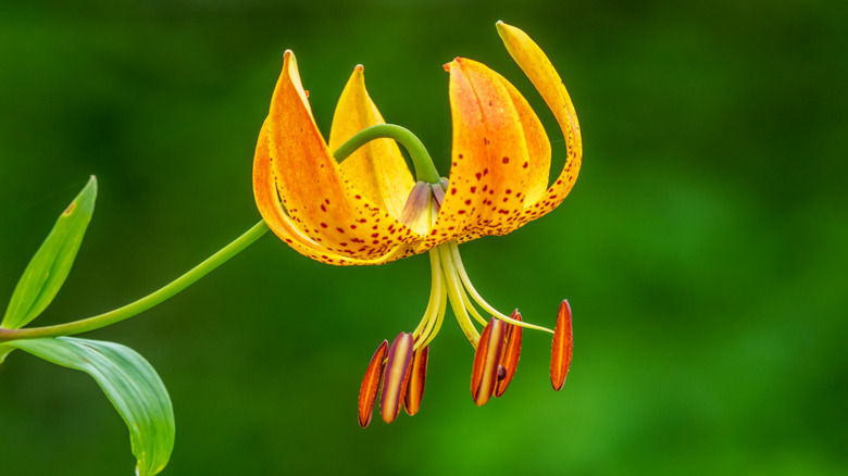 a single Turk's cap flower