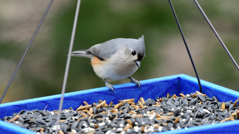 Tufted titmouse looking for snacks in a tray feeder