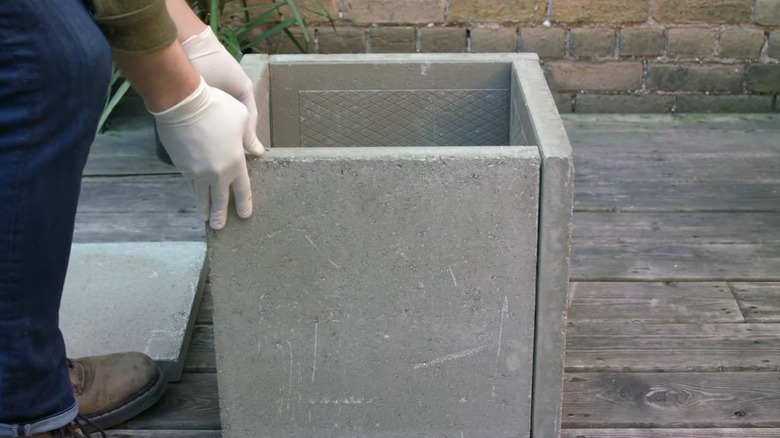 Plant with pink flowers in concrete planter