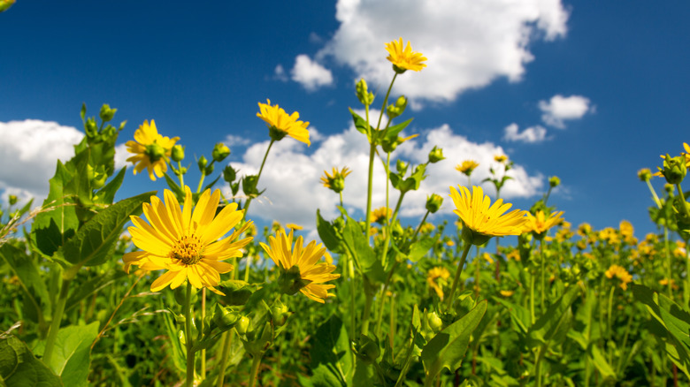 Cup plant (Silphium perfoliatum) in bloom under a bright blue sky