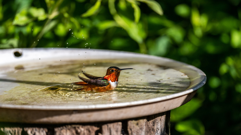 Hummingbird in a bird bath with greenery in the background