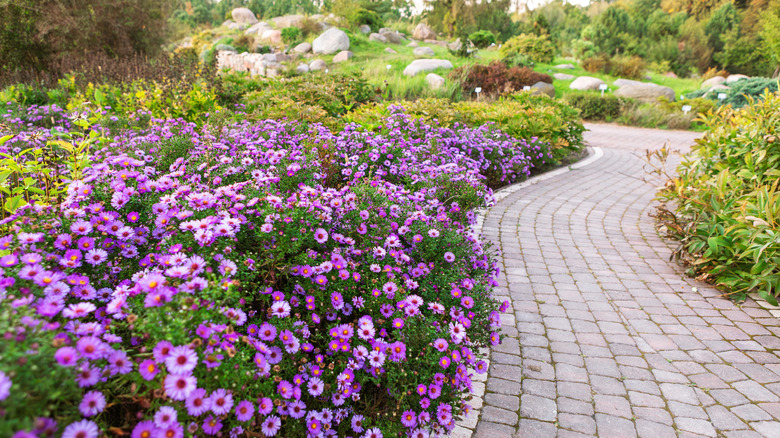 Path between a garden of wildflowers