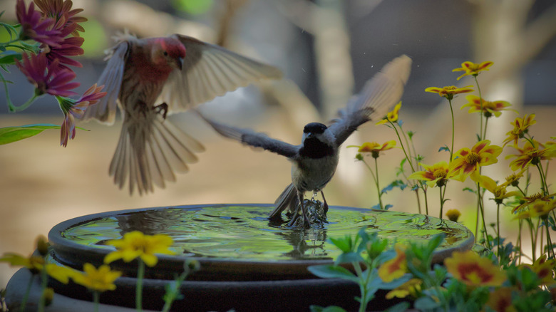 Birds midflight above a birdbath