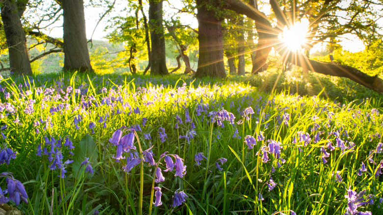 Abundant wildflowers in a front yard