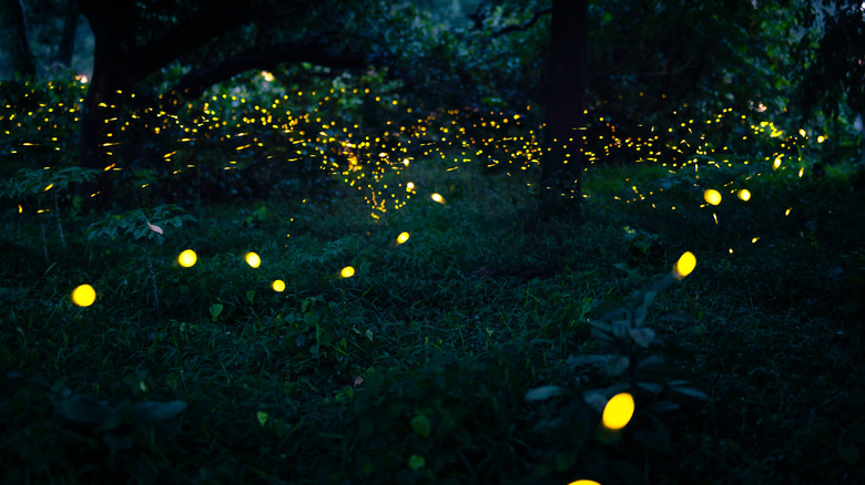 Fireflies above a garden at night