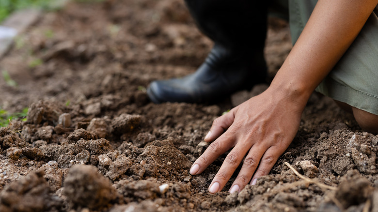 Person checking soil health of garden