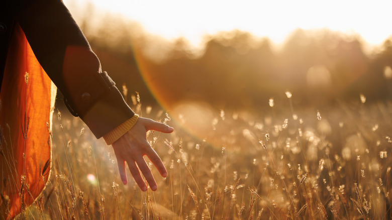 Woman touching wildflowers in meadow