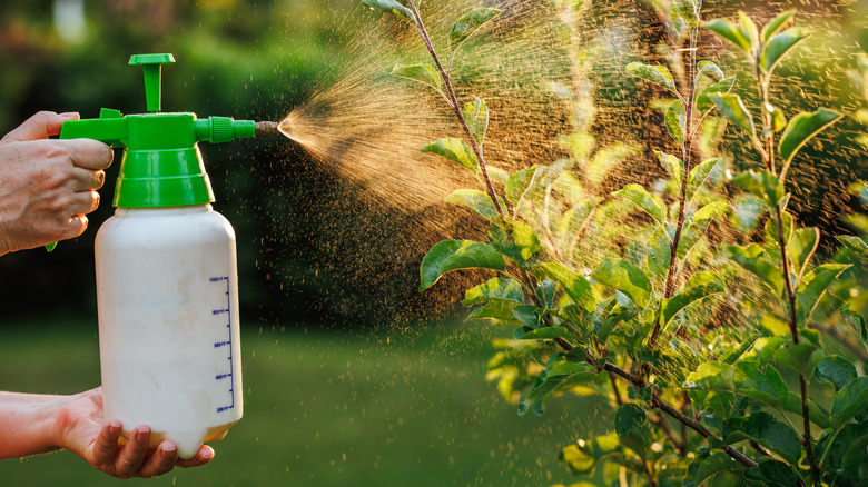 Chemical pesticide used on a plant