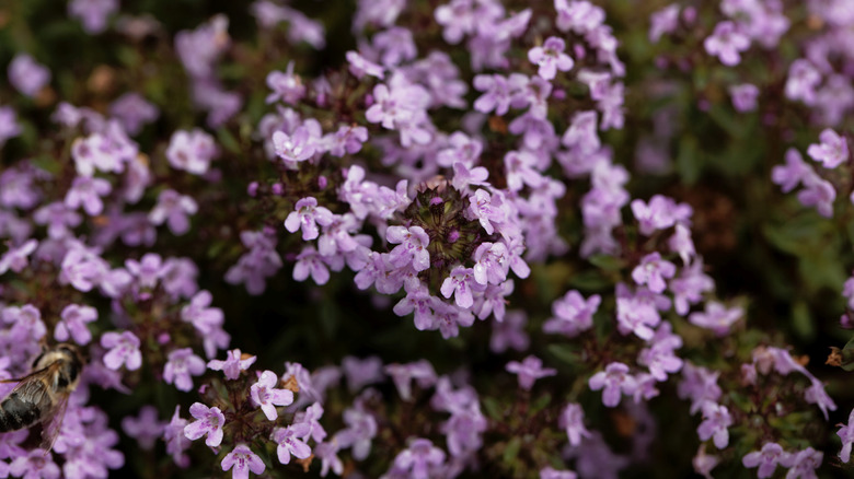 Caraway thyme plant in bloom