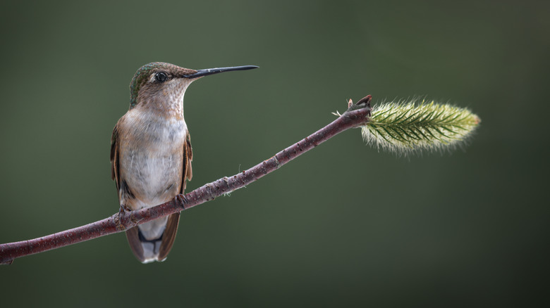 Hummingbird sitting on a tiny branch