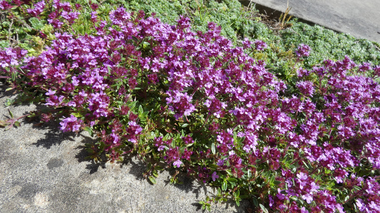 Purple-flowered creeping thyme by a walkway