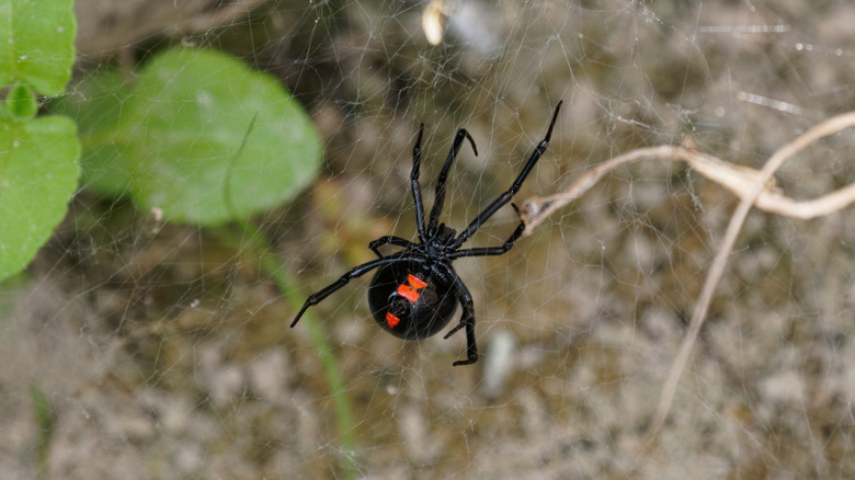 Black widow spider in web