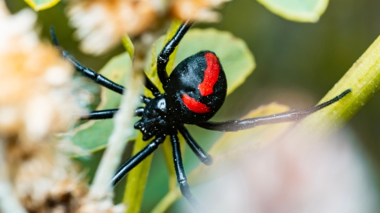 Black widow spider on leaves