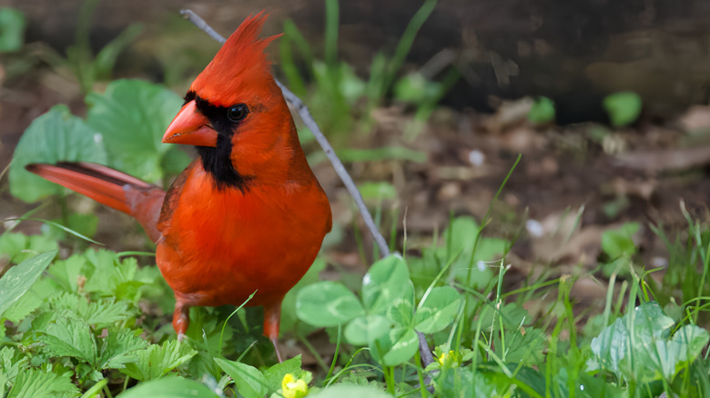 Male cardinal in the grass