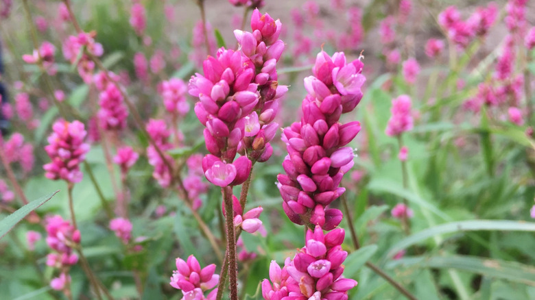 Pennsylvania smartweed in bloom