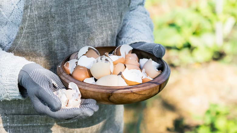 Gardener holding a bowl of eggshells