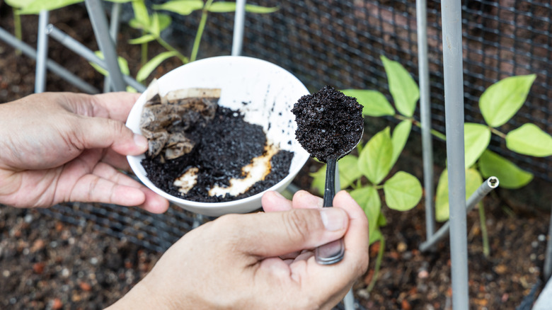 Scooping coffee grounds into garden