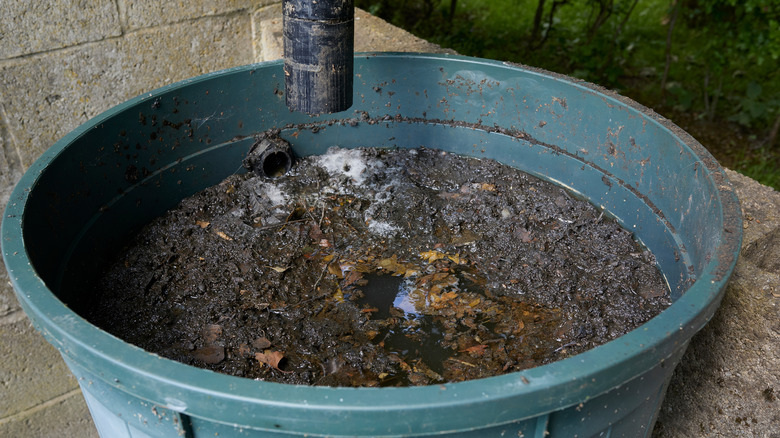 Dirty water fermenting in a rain water barrel