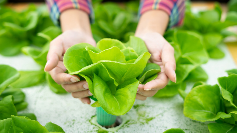 Hands cupping vegetable plant in hydroponic garden