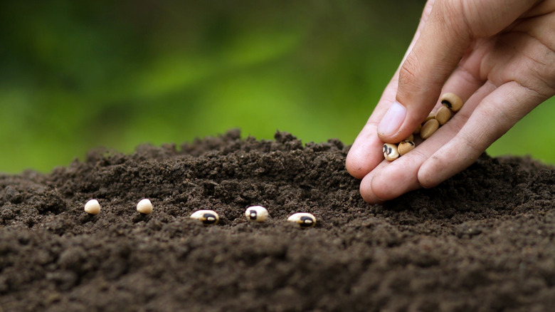 A hand sowing seeds in soil