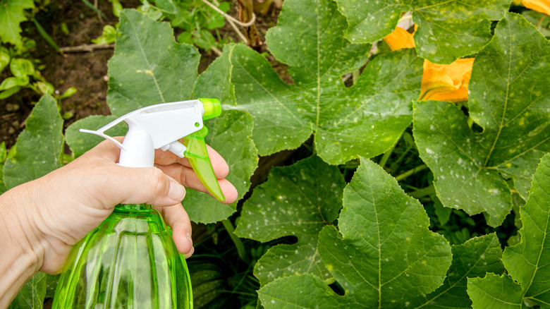 A gardener spraying leaves affected by powdery mildew