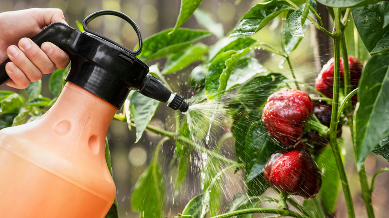 A pepper plant sprayed with insecticide