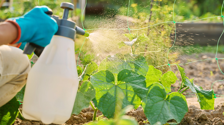 A gardener spraying plants with pest repellent