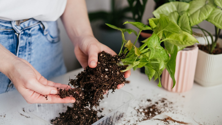A gardener inspecting a plant's roots