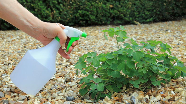 A gardener spraying a weed in a gravel patch