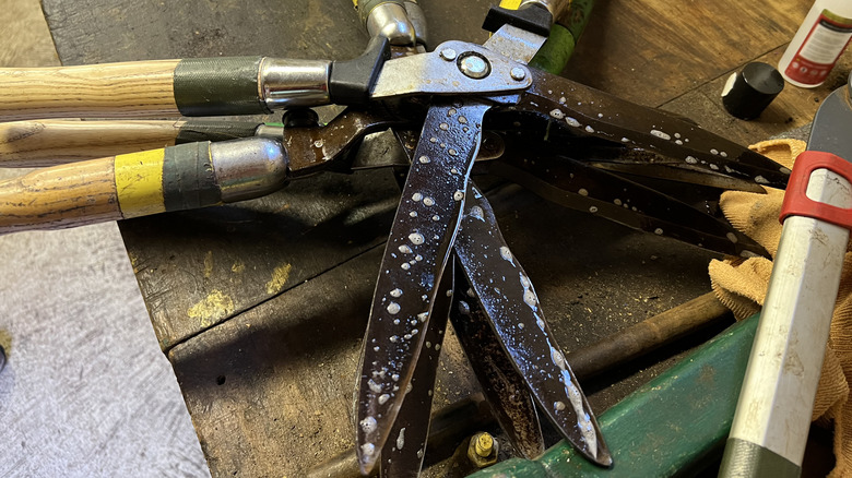 Garden shears soaking in a cleaning agent