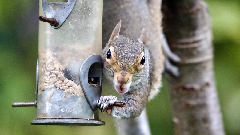 A squirrel raiding a bird feeder at an RV park