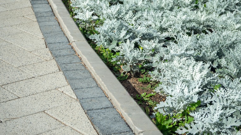 Dusty miller plants in flowerbed next to curb