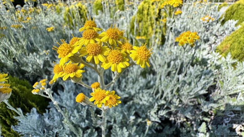 Bright yellow Dusty Miller flowers in garden